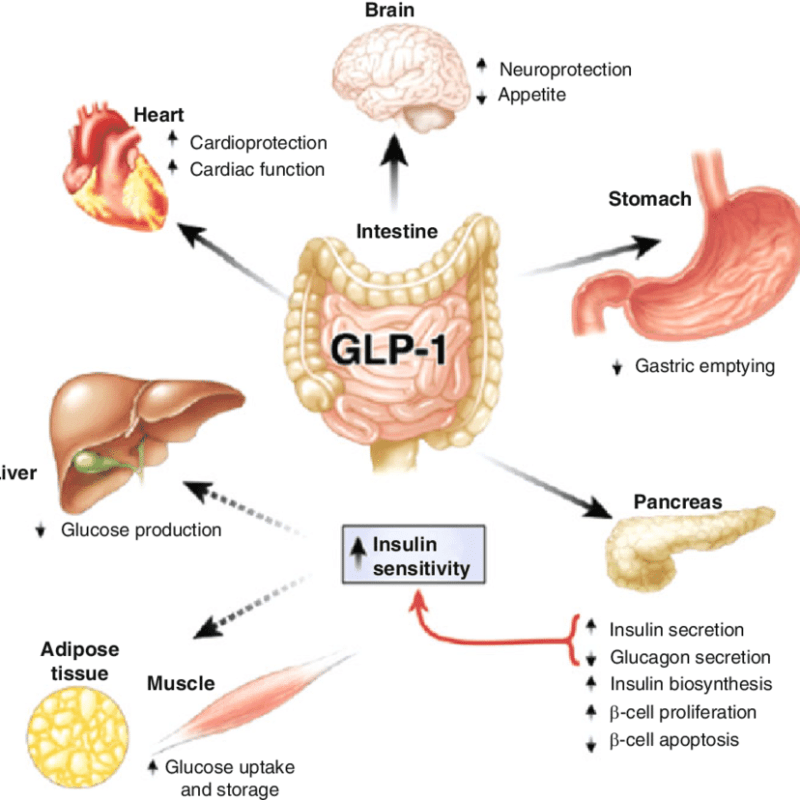 Stopping GLP-1s can reverse cardiovascular benefits within six months ...
