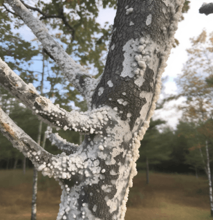 Irpex lacteus - Interstellar Blends