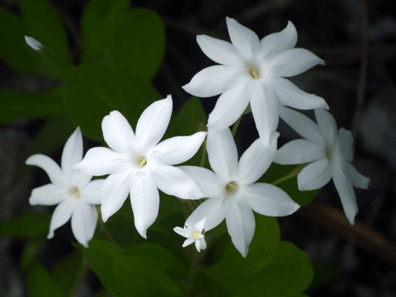 Jasminum amplexicaule plant illustration, a fragrant medicinal herb featured in Interstellar Blends' herbal formulas, known for its antioxidant, antimicrobial, and calming properties supportive of respiratory and skin health