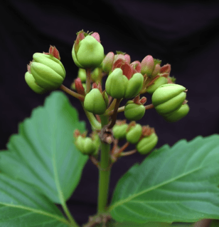 Jatropha gossypiifolia – A high-quality capture of Jatropha gossypiifolia, a plant in Interstellar Blends recognized for its traditional medicinal uses.