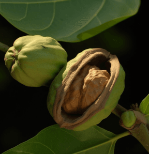 Walnut (Juglans regia) – Brain-boosting nut in Interstellar Blends, rich in omega-3s for cognitive function and heart health.