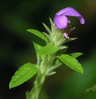 Justicia Traquebareinsis - Interstellar Blends
