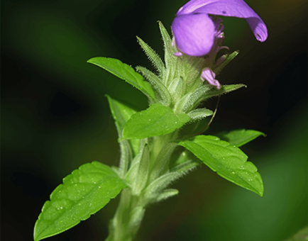 Justicia Traquebareinsis - Interstellar Blends