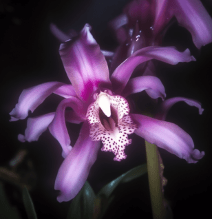 Laelia autumnalis – A high-resolution shot of Laelia autumnalis, an orchid in Interstellar Blends used for relaxation and vitality.