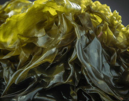 Laminaria japonica – A bright image of Laminaria japonica (Kelp), a seaweed in Interstellar Blends for thyroid and metabolic support.