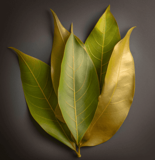 Laurus nobilis (Bay Leaf) – Digestive-friendly spice in Interstellar Blends, aiding gut health and reducing inflammation.