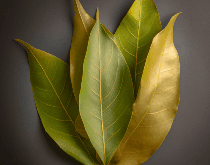 Laurus nobilis (Bay Leaf) – Digestive-friendly spice in Interstellar Blends, aiding gut health and reducing inflammation.