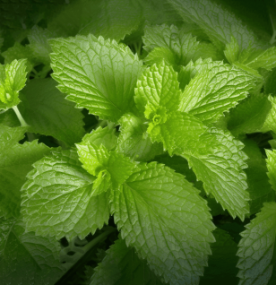 Melissa officinalis (Lemon Balm) – Relaxing herb in Interstellar Blends, reducing stress, improving digestion, and supporting cognitive function.