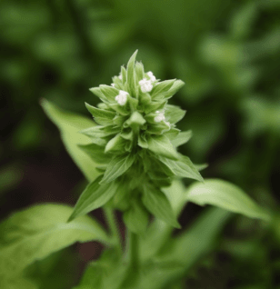 Lepechinia caulescens - Interstellar Blends