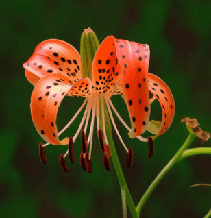 Lilium lancifolium – A striking capture of Lilium lancifolium (Tiger Lily), an ingredient in Interstellar Blends known for lung and skin health.