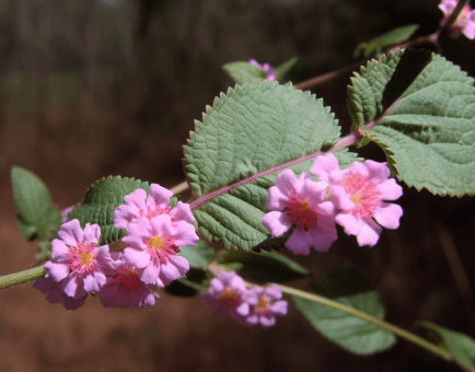 Lippia sidoides (Brazilian Peppertree) plant illustration, a fragrant medicinal herb featured in Interstellar Blends' herbal formulas, known for its strong antimicrobial, antifungal, and anti-inflammatory properties