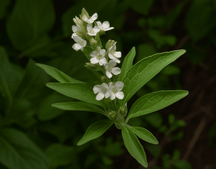 Lithospermum erythrorhizon – A bright shot of Lithospermum erythrorhizon, an herb in Interstellar Blends used for anti-inflammatory and skin health.
