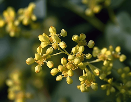 Mahogany - Interstellar Blends