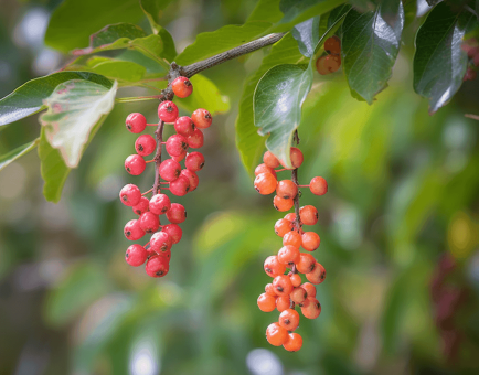 Mamao Pomace - Interstellar Blends