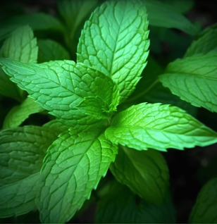Mentha Cordifolia - Interstellar Blends