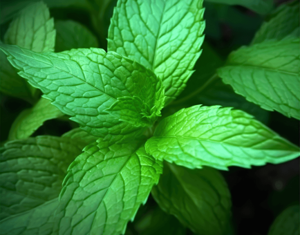 Mentha Cordifolia - Interstellar Blends