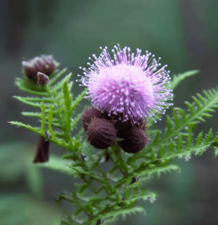 Mimosa Pigra - Interstellar Blends