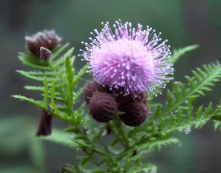 Mimosa Pigra - Interstellar Blends