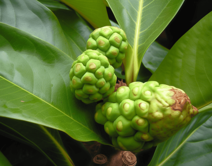 Morinda officinalis - Interstellar Blends