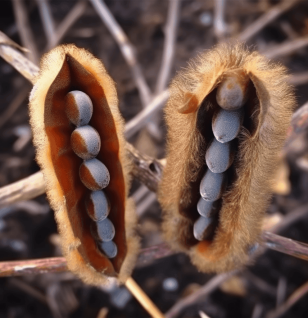 Mucuna Flagellipes Seed - Interstellar Blends