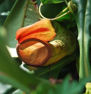 Nepenthes Khasiana - Interstellar Blends