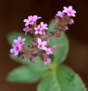 Nepeta hindostana (Indian Catmint) plant illustration, a traditional herb featured in Interstellar Blends' herbal formulas, known for its calming, digestive-supporting, and antimicrobial properties