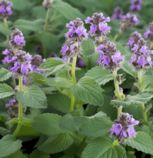 Nepeta Cataria - Interstellar Blends