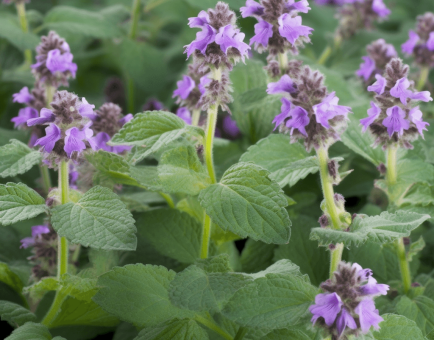 Nepeta Cataria - Interstellar Blends