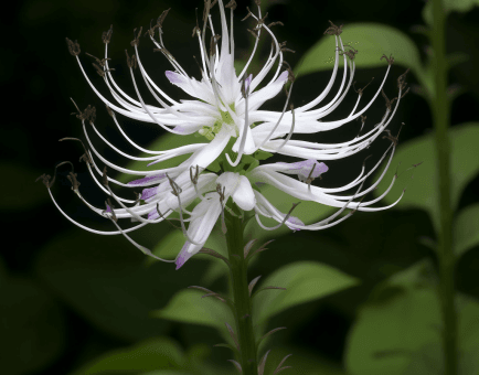 Orthosiphon stamineus – A detailed photo of Orthosiphon stamineus (Java Tea), a powerful herbal diuretic in Interstellar Blends.