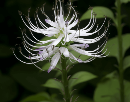 Orthosiphon stamineus – A detailed photo of Orthosiphon stamineus (Java Tea), a powerful herbal diuretic in Interstellar Blends.