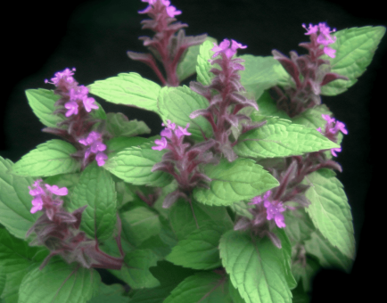 Ocimum basilicum - Interstellar Blends