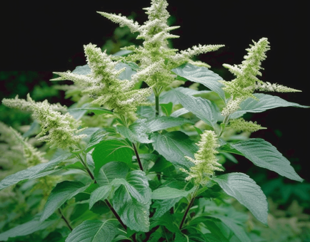 Ocimum gratissimum – A striking image of Ocimum gratissimum (African Basil), a medicinal plant in Interstellar Blends for antimicrobial and adaptogenic benefits.