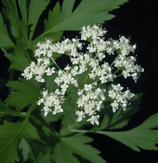 Oenanthe javanica - Interstellar Blends