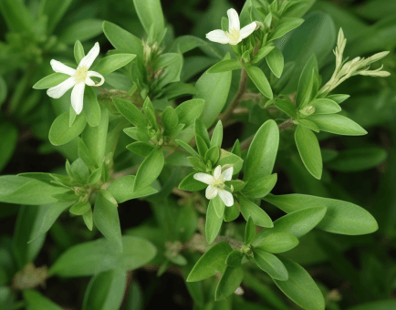 Oldenlandia diffusa – A high-resolution capture of Oldenlandia diffusa, a traditional herb in Interstellar Blends known for cellular support.