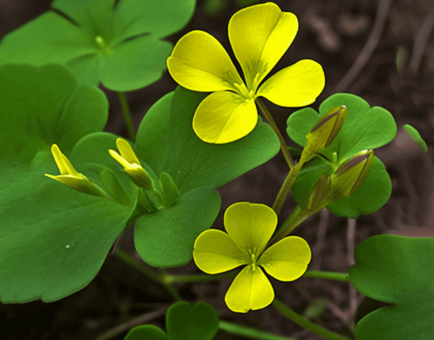 Oxalis corniculata (Creeping Wood Sorrel) plant illustration, a nutrient-rich herb used in Interstellar Blends' herbal formulas, known for its antimicrobial, antioxidant, and digestive-supporting properties