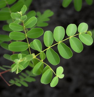 Phyllanthus urinaria – A bright shot of Phyllanthus urinaria, a traditional herb in Interstellar Blends for liver health and detoxification.