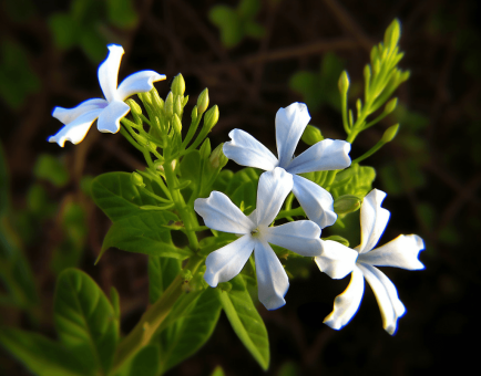 Plumbago zeylanica – A striking capture of Plumbago zeylanica, an herb in Interstellar Blends used for digestive and anti-inflammatory effects.