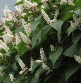 Polygonum cuspidatum – A vivid shot of Polygonum cuspidatum (Japanese Knotweed), a major source of Resveratrol in Interstellar Blends for heart and cellular health.