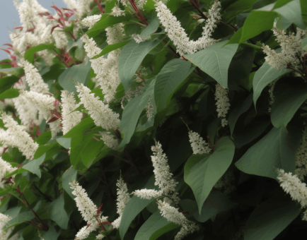 Polygonum cuspidatum – A vivid shot of Polygonum cuspidatum (Japanese Knotweed), a major source of Resveratrol in Interstellar Blends for heart and cellular health.