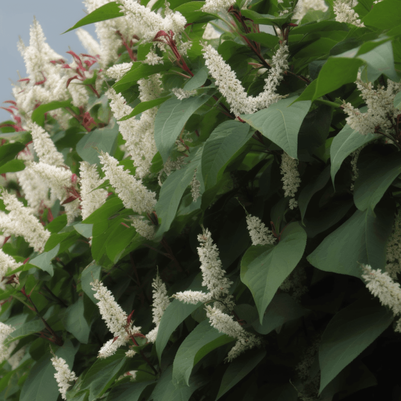 Polygonum cuspidatum – A vivid shot of Polygonum cuspidatum (Japanese Knotweed), a major source of Resveratrol in Interstellar Blends for heart and cellular health.