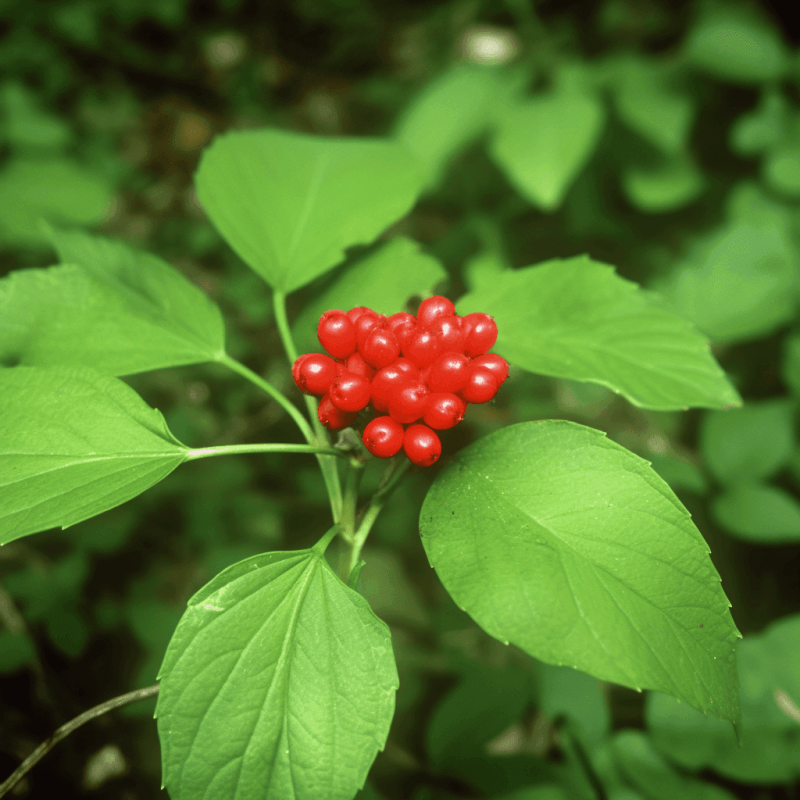Panax ginseng berry – A high-resolution capture of Ginseng roots, a powerful adaptogen in Interstellar Blends for vitality and immune support.