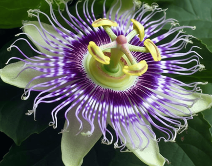 Passiflora edulis – A detailed image of Passiflora edulis (Passionfruit), a fruit in Interstellar Blends for its calming and antioxidant benefits.