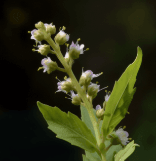 Penthorum chinense - Interstellar Blends