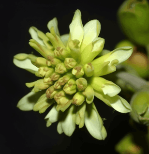 Persea americana – A close-up of Persea americana (Avocado), a nutrient-dense superfruit in Interstellar Blends for heart and brain health.