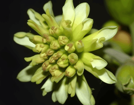 Persea americana – A close-up of Persea americana (Avocado), a nutrient-dense superfruit in Interstellar Blends for heart and brain health.