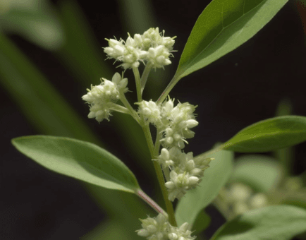 Pfaffia paniculata - Interstellar Blends