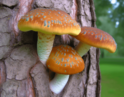 Pholiota adiposa - Interstellar Blends