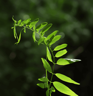 Phyllanthus Muellerianus Leaves - Interstellar Blends