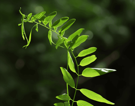 Phyllanthus Muellerianus Leaves - Interstellar Blends