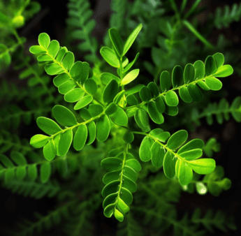 Phyllanthus Niruri - Interstellar Blends